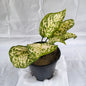 White Aglaonema indoor plants in 6 inch black nursery pot