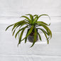 Yucca filamentosa outdoor plants with 4inch polybag