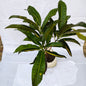 Croton Plants