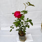 Desi Rose Any colour Flower plants in 4 inch nursery polybag