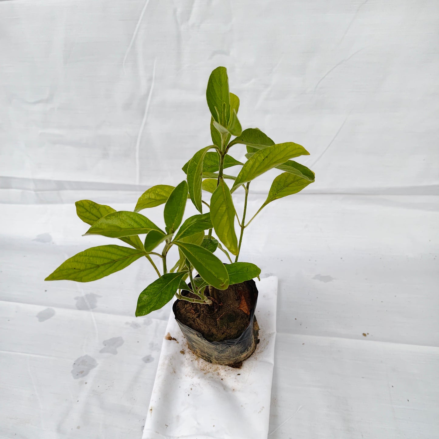 Mexican Honeysuckle (Justicia spicigera), indoor and outdoor flower plants with 4inch nursery polybag