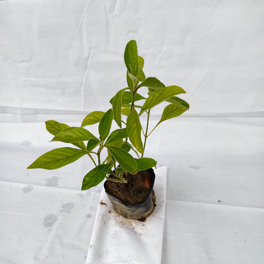 Mexican Honeysuckle (Justicia spicigera), indoor and outdoor flower plants with 4inch nursery polybag