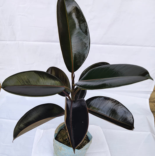 Rubber Plant Black