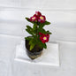 Sadabahar Dwarf Any colour Plant