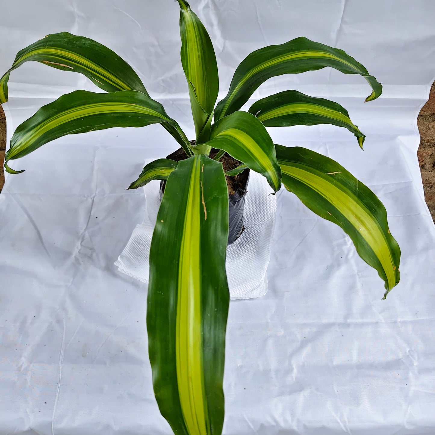 Massenger Victory indoor and outdoor plants in 7 inch nursery polybag