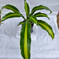 Massenger Victory indoor and outdoor plants in 7 inch nursery polybag