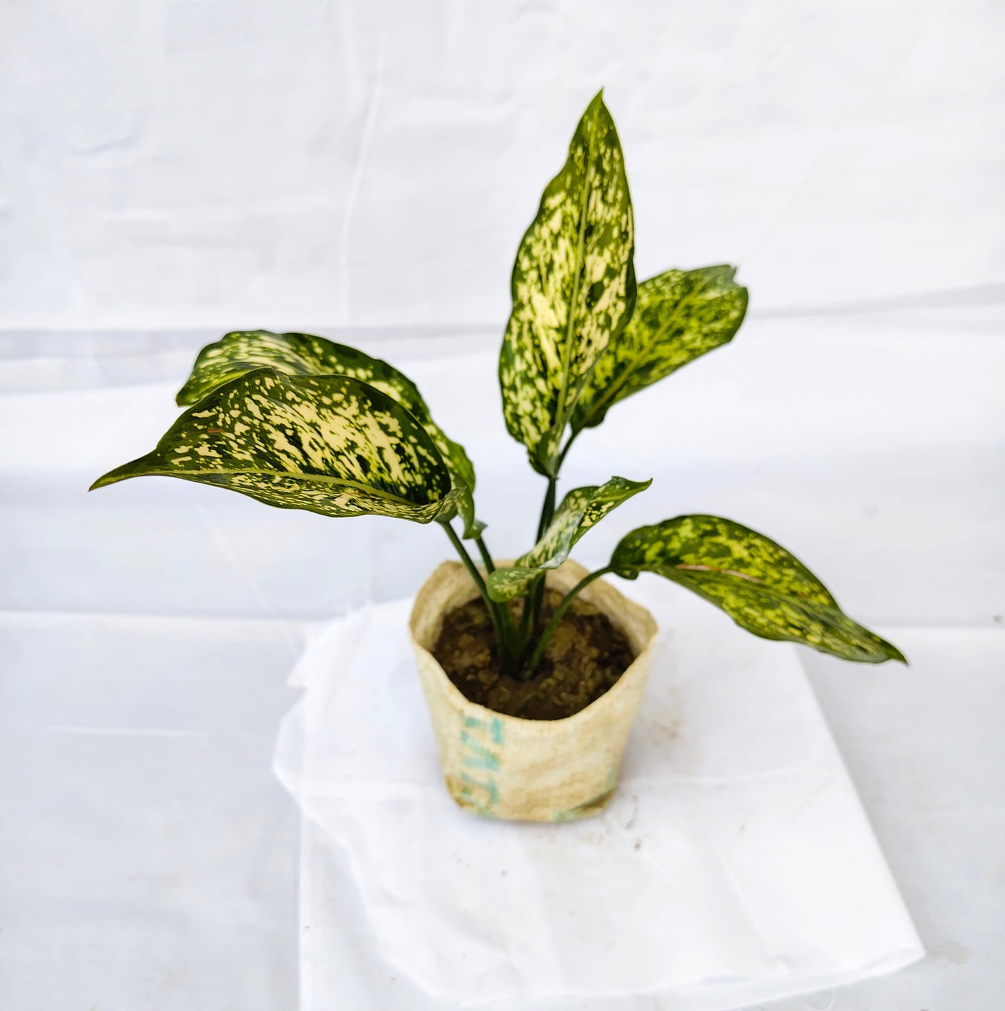 Aglaonema Snow White Indoor plants