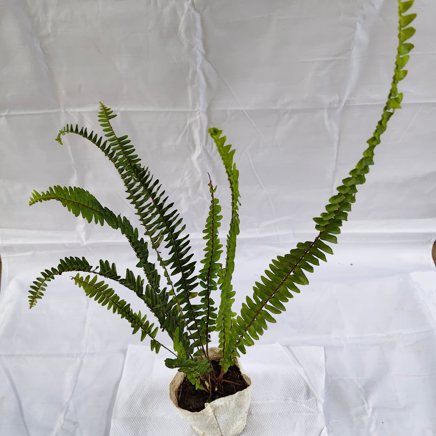 Green Fern indoor plants 4 inch nursery bag