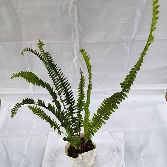 Green Fern indoor plants 4 inch nursery bag