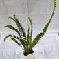 Green Fern indoor plants 4 inch nursery bag