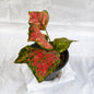 Pink Aglaonema indoor plants in 6 inch black nursery pot.
