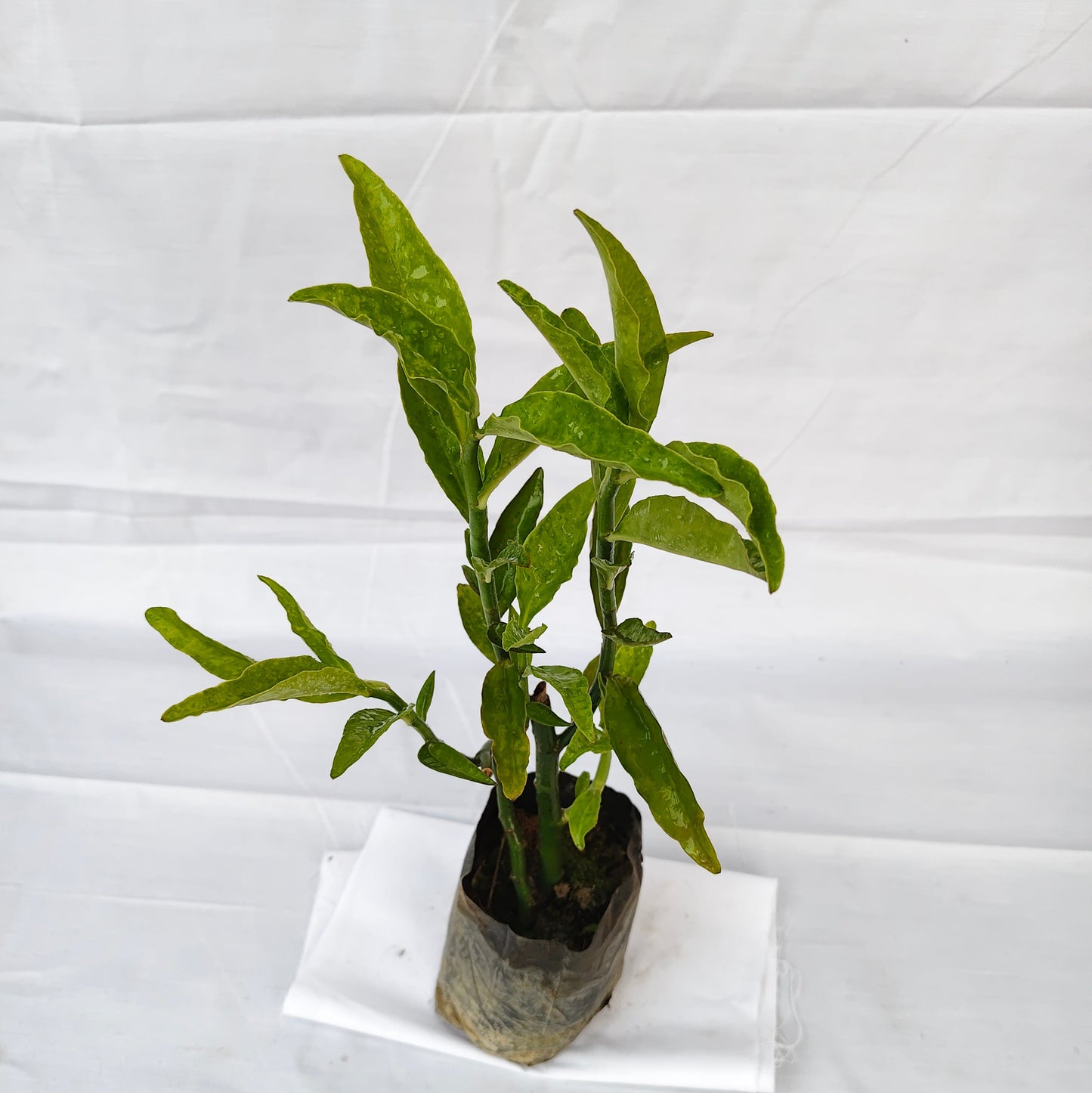 Pedilanthus indoor and outdoor plants with 4inch nursery polybag