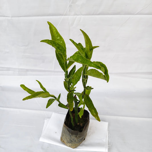 Pedilanthus indoor and outdoor plants with 4inch nursery polybag