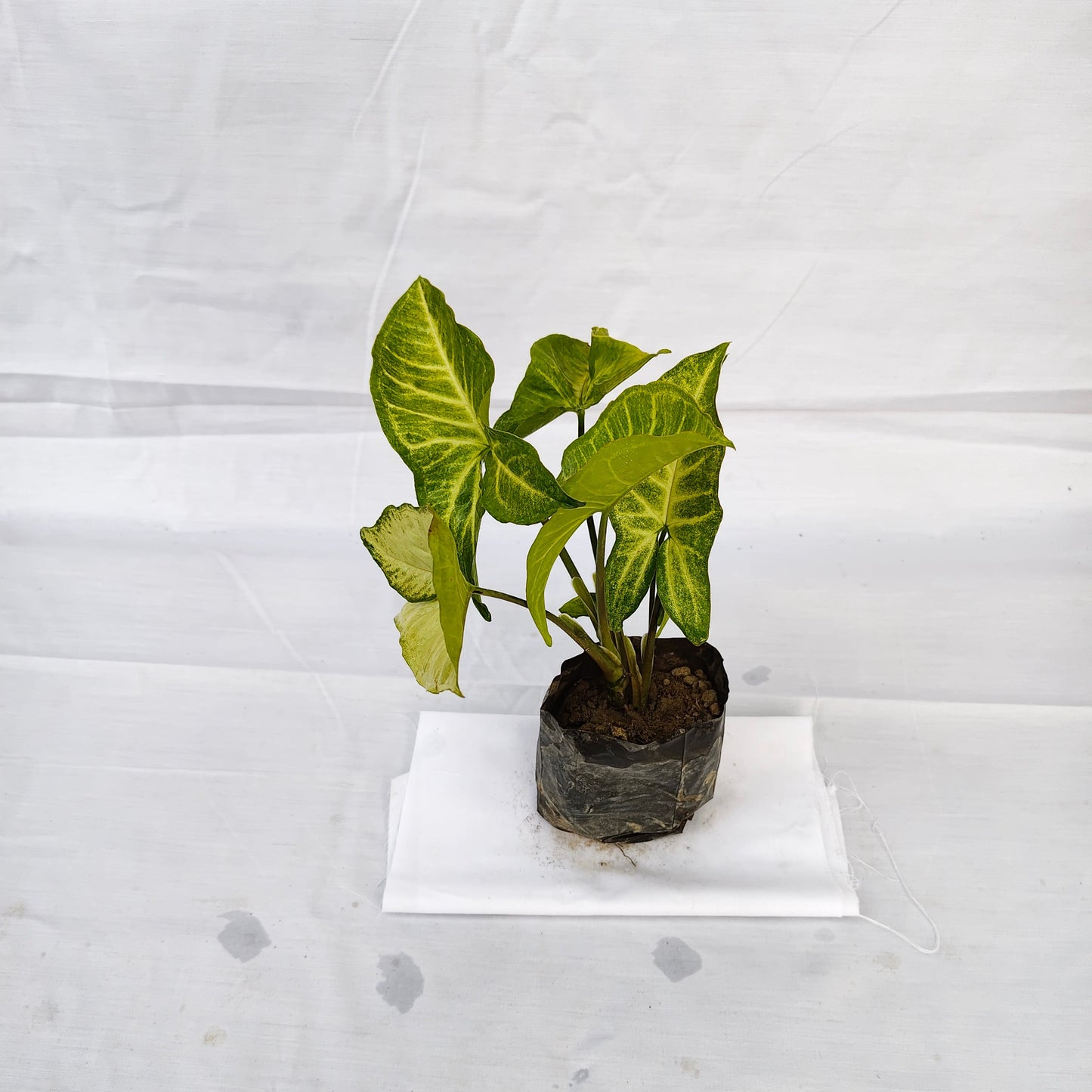 Sangoniyam Green Indoor and outdoor plants