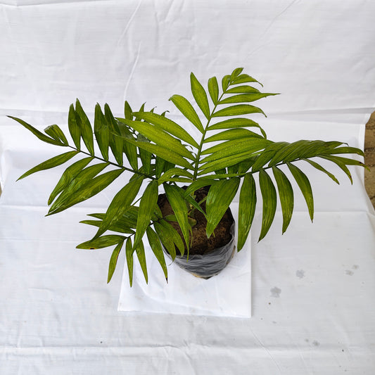Chamaedorea plant