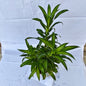 Dracaena Massenger plants