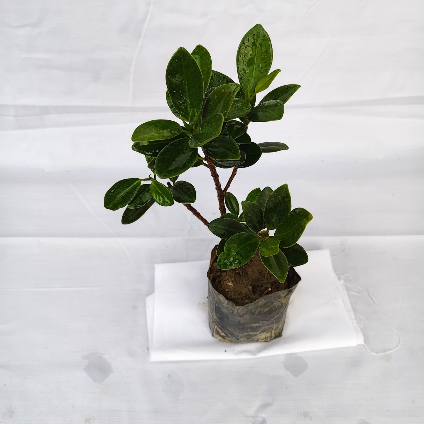Long Iceland Plant 
