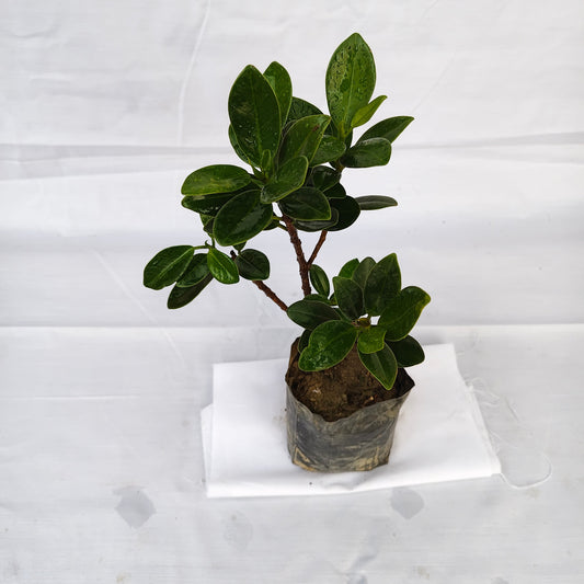 Long Iceland Plant 