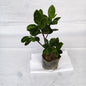 Long Iceland Plant 