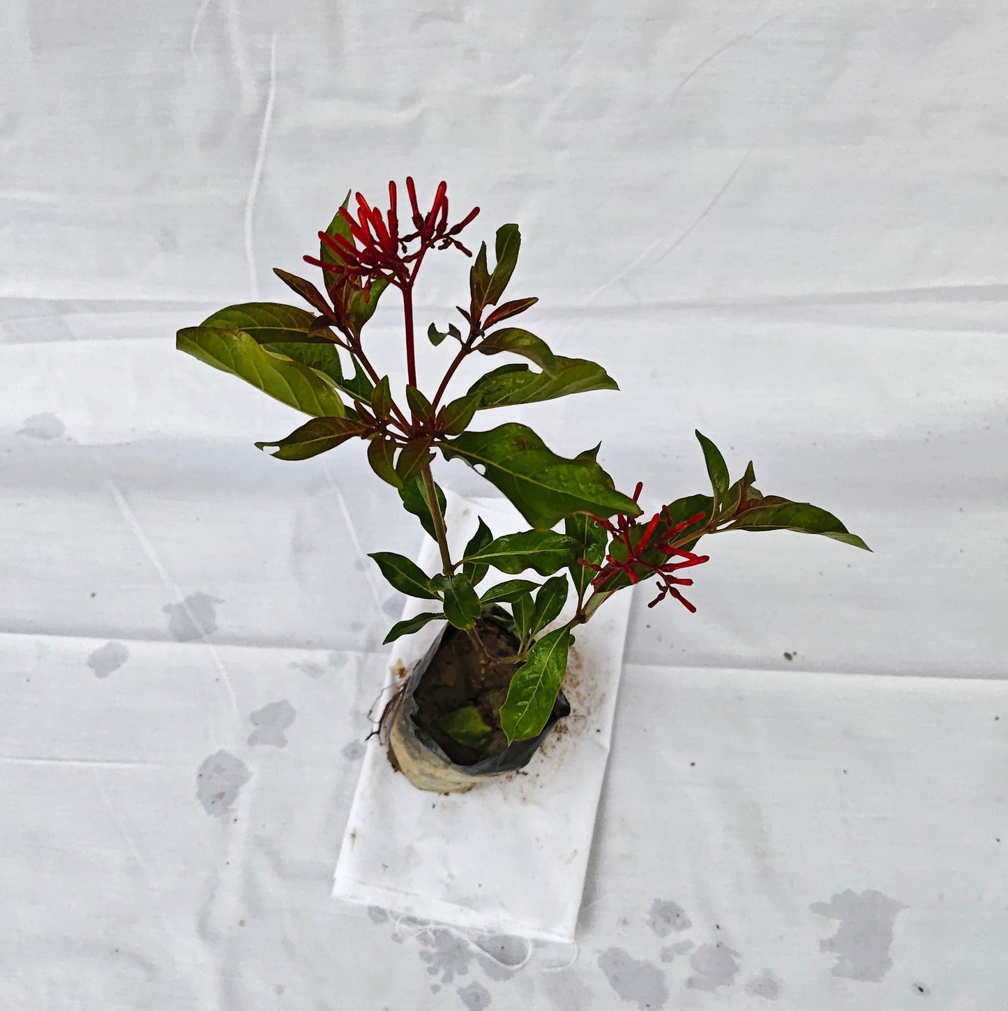 Hameliya outdoor flower plant in 4 inch nursery polybag