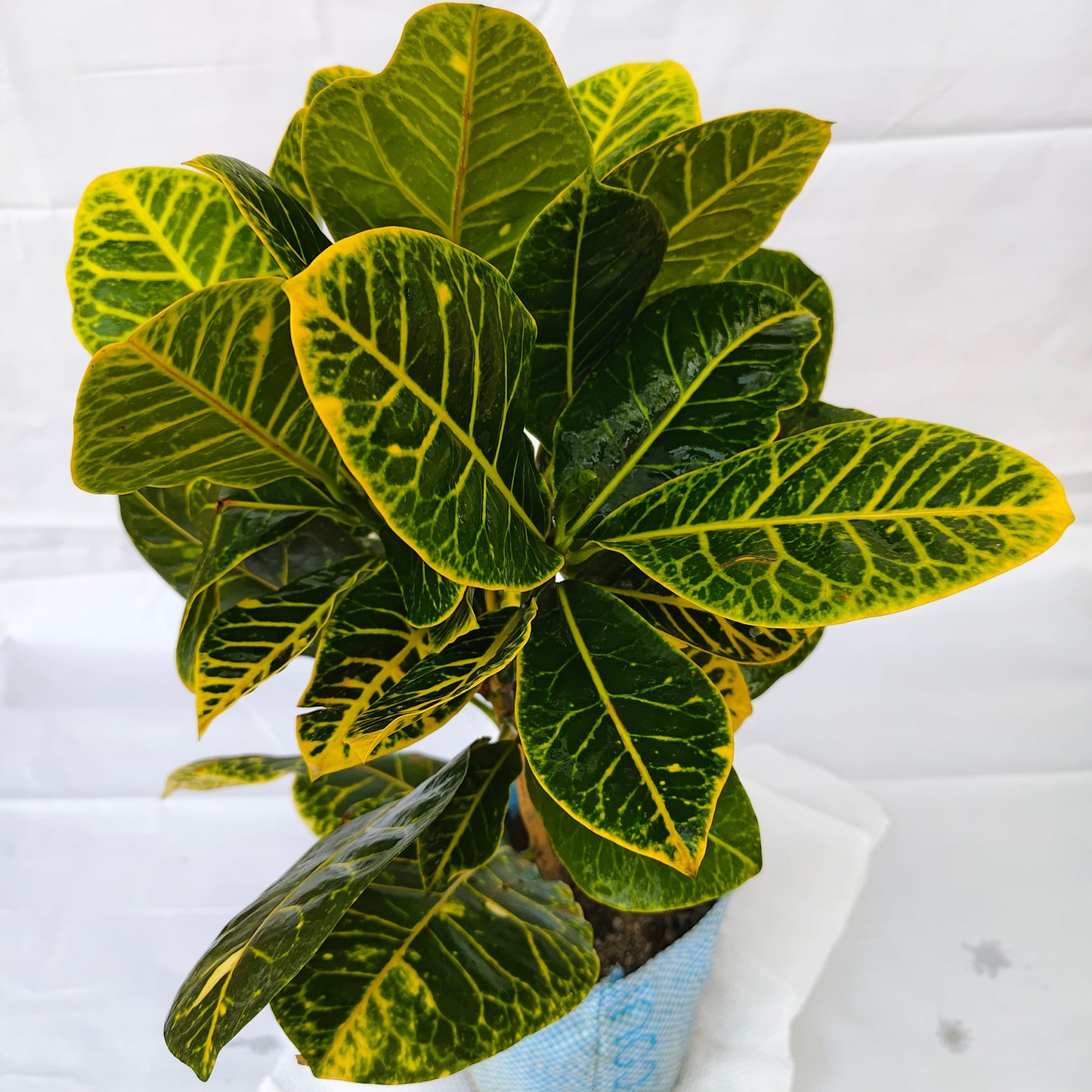 Croton Plants For sale