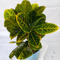 Croton Plants For sale