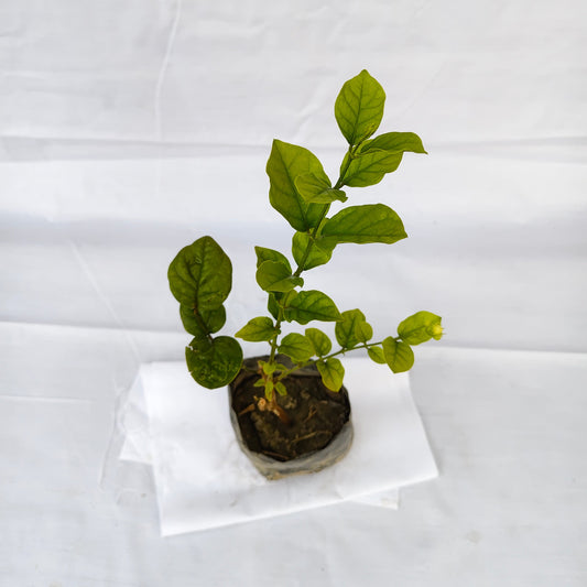 Mogra plants