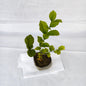 Mogra plants