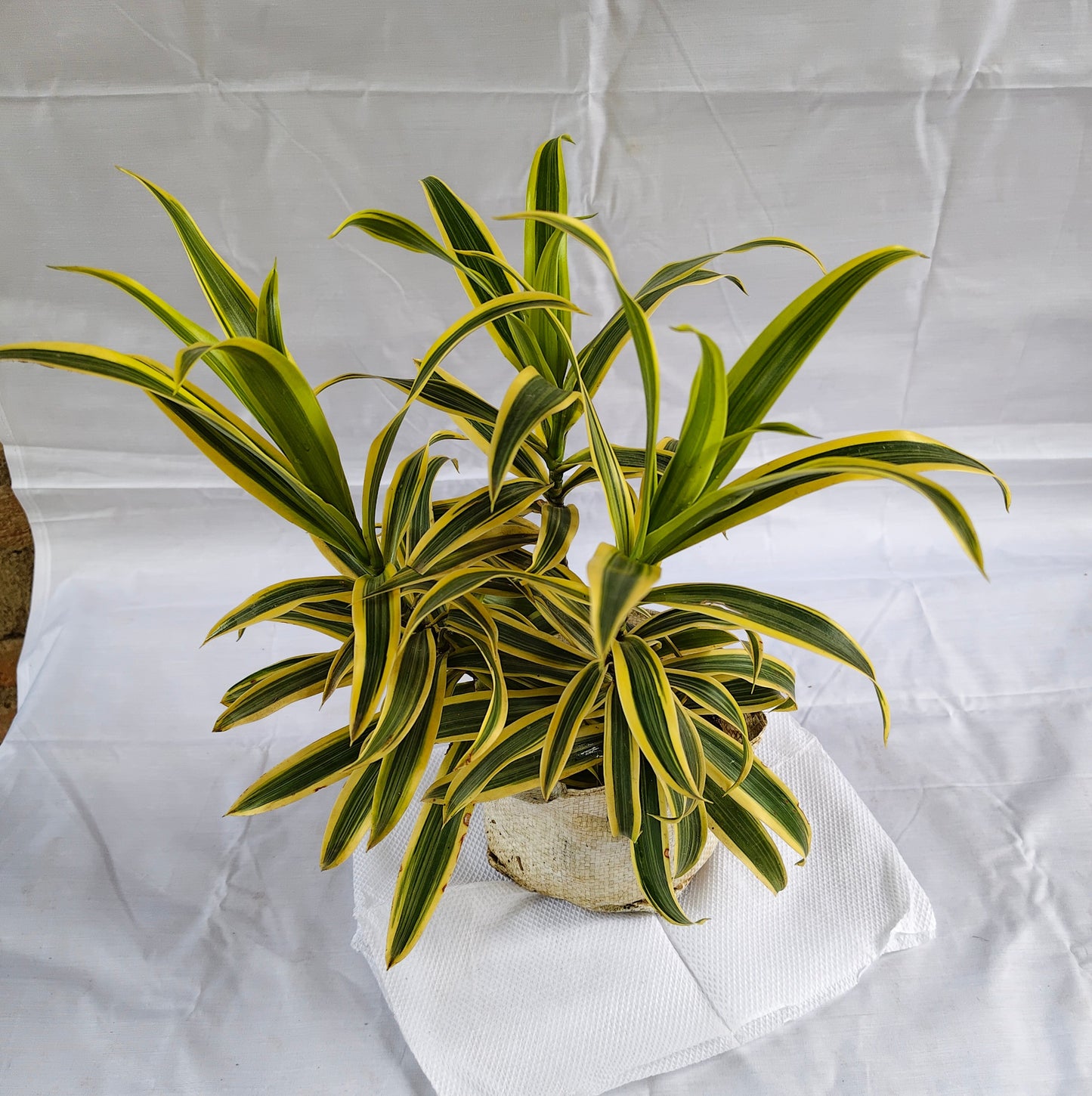 Dracaena song of India indoor and outdoor plants in 7 nursery polybag
