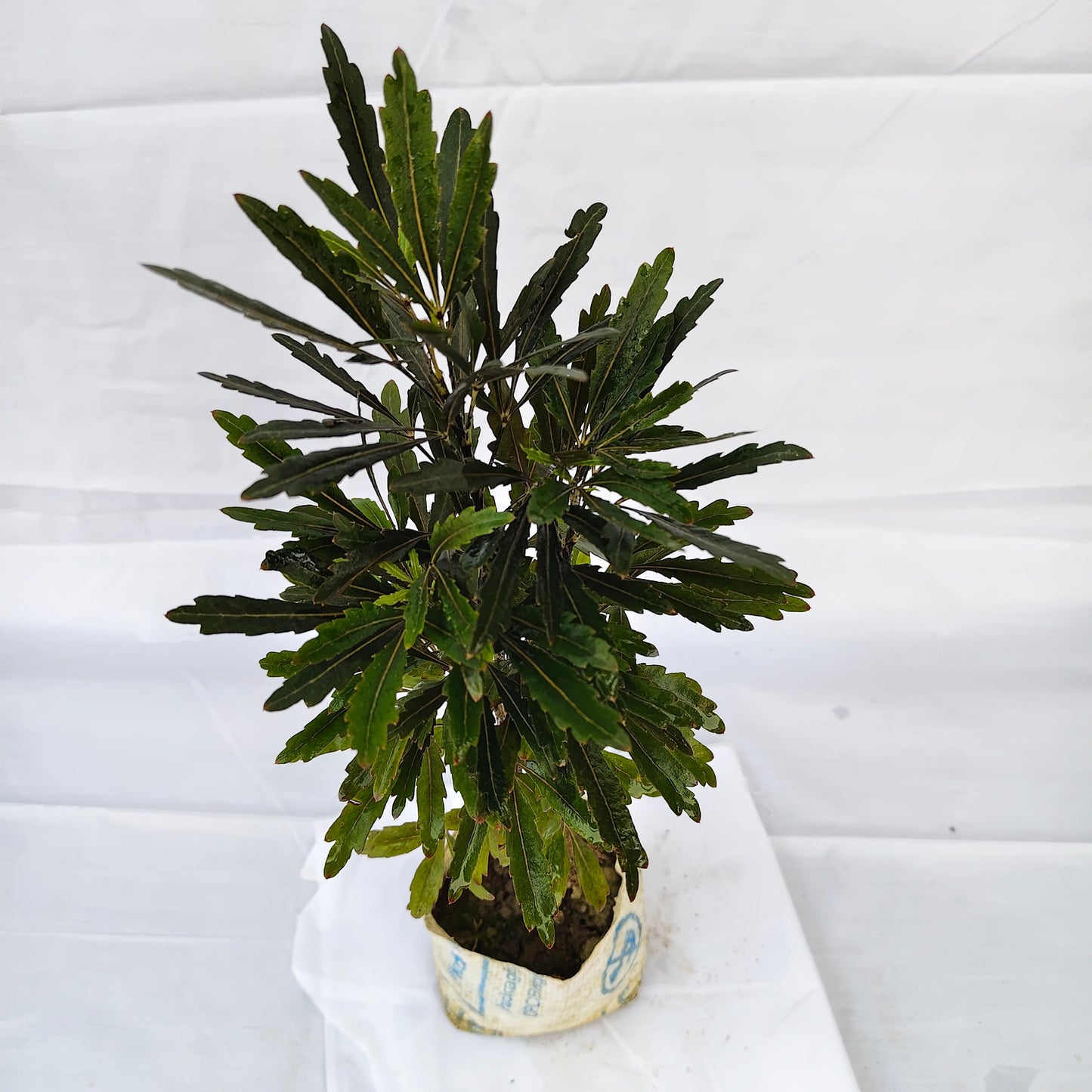 Black Araliya indoor plants
