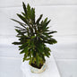 Black Araliya indoor plants