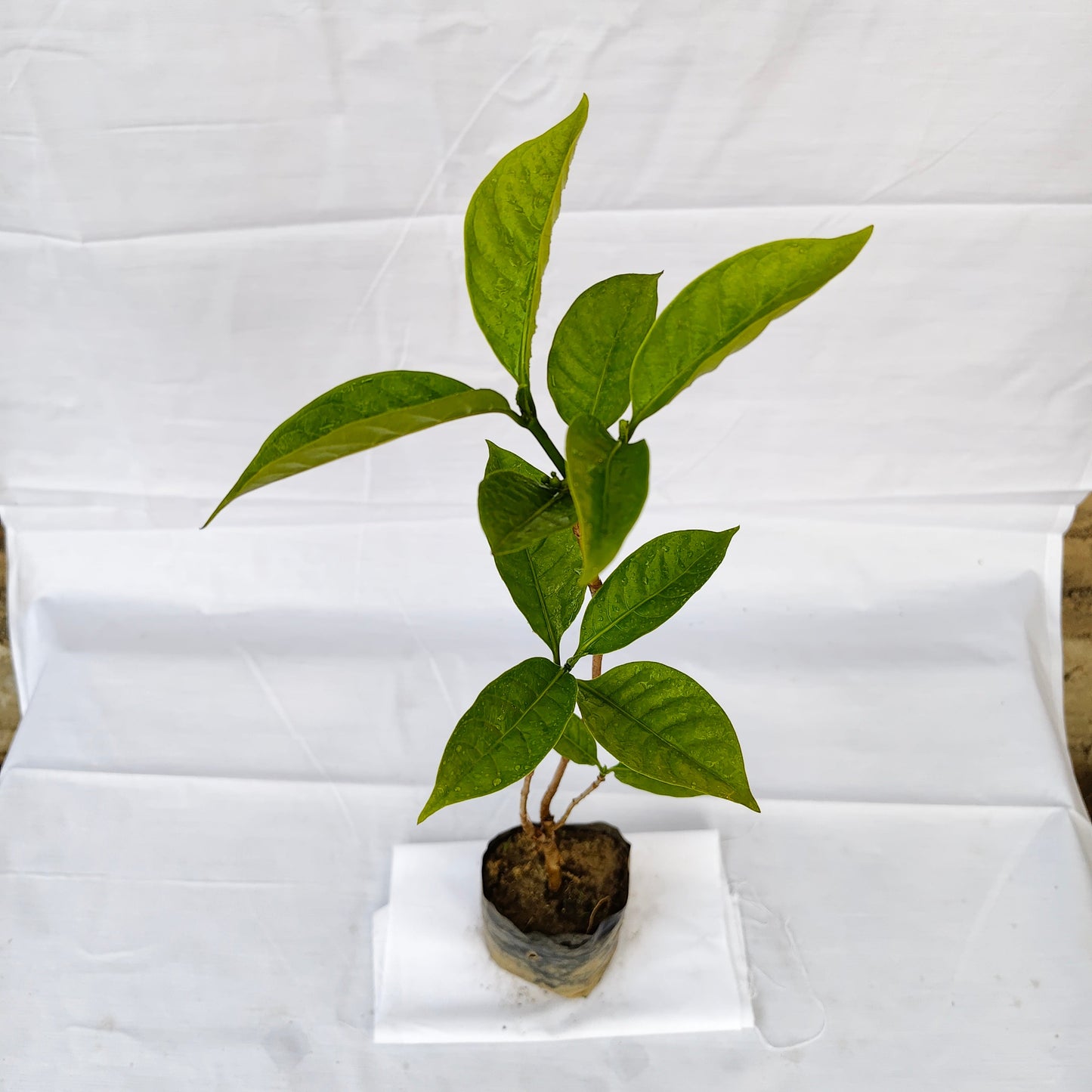 Double Chandni plant, 4 inch polybag.
