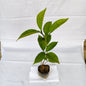 Double Chandni plant, 4 inch polybag.