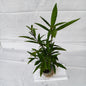 Sukh shanti indoor and outdoor plants with 4inch nursery polybag
