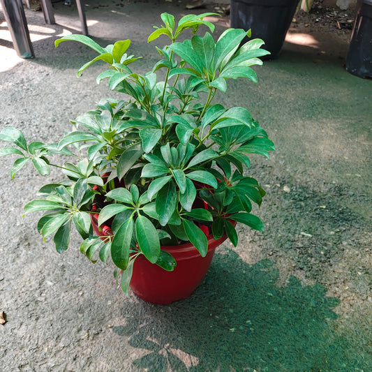 Scuhfflera Green With 10 inch classic red pot