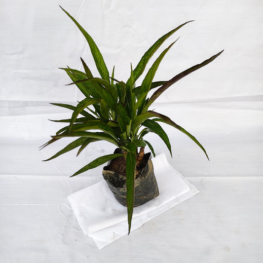Ruellia Plant