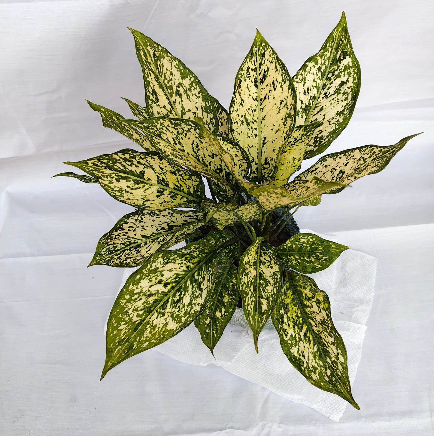 Aglaonema Snow White Indoor plants