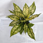 Aglaonema Snow White Indoor plants