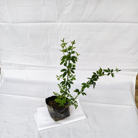 Chameli Outdoor flower plants with 4inch polybag