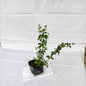 Chameli Outdoor flower plants with 4inch polybag