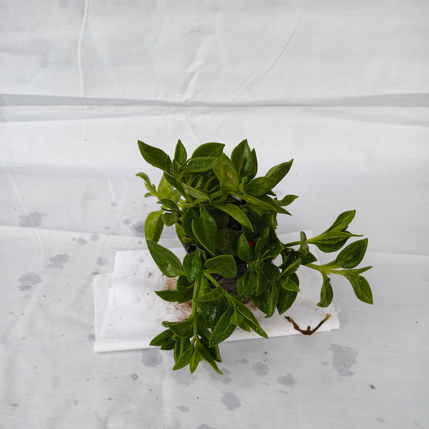Baby Sunrose indoor and outdoor flower plants with 4inch nursery polybag
