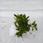 Baby Sunrose indoor and outdoor flower plants with 4inch nursery polybag