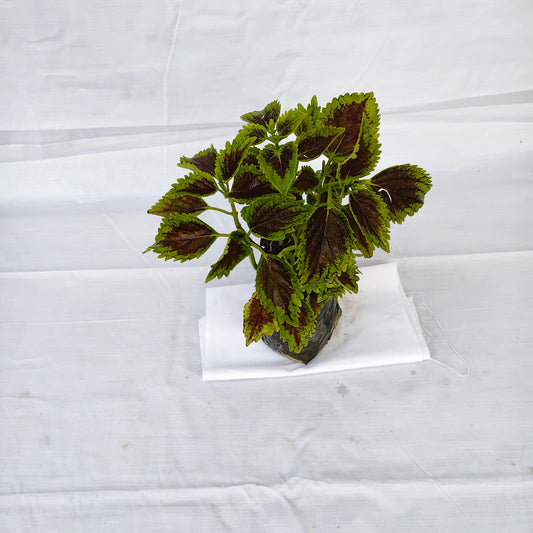 Coleus Any colour Plant