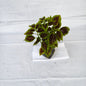 Coleus Any colour Plant