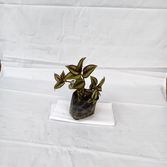 Wondering jew indoor outdoor plants with 4inch polybag