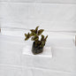 Wondering jew indoor outdoor plants with 4inch polybag