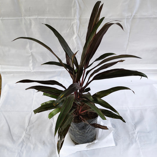 Dracaena mahatma cordyline indoor and outdoor plants in 7 inch nursery bag