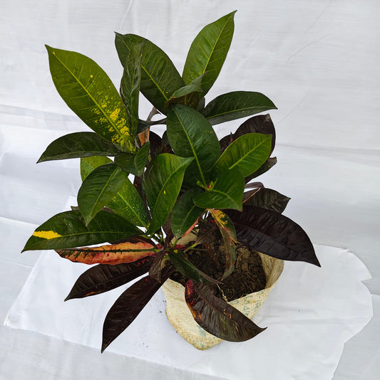 Black Croton plants